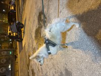Pomeranian tilki burun