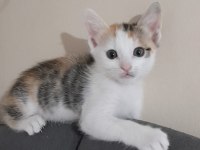 NAMİ'NİN YAVRULARINA YUVA ARIYORUZ