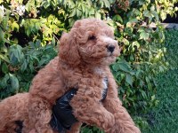 IRK VE SAĞLIK GARANTİLİ POODLE BEBEKLERİMİZ