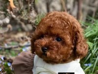 Pet’s World güvencesiyle toy poodle yavrularımız