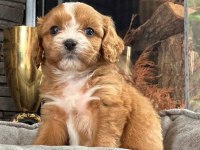 Cavapoo Yavruları Sağlık ve Irk Garantili