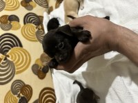 Chihuahua yavrularımız