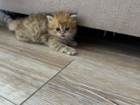 1 aylik british longhair bebik kedimize yuva arıyoruz.
