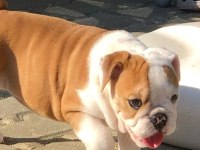 İNGİLİZ BULLDOG BEBEKLERİMİZ