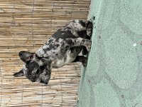 French bulldog yavrularımız sağlıklı ve özeldir