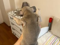 Erkek French Bulldog