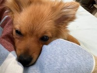 Acil yavru spitz