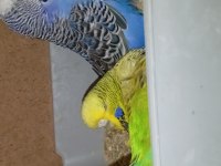 Show Jumbo muhabbet kuşu vasıflı
