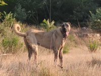DEV YAVRU 90 ÜZERI ANADOLU ÇOBAN KÖPEĞİ
