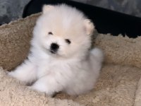 Pomeranian boo orjinal