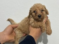 2 dişi ve 1 erkek toy poodle yavrularımız