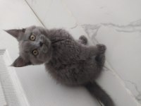 Sahiplendirmek istiyorum british shorthair 2.5 aylık