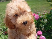 HARİKA KALİTEDE MALTİPOO YAVRULARIMIZ