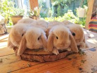Mini lop ve cüce tavşan bebeklerimiz