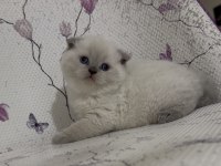 BAL KÜPÜ BLUE POİNT SCOTTİSH FOLD BEBEKLER