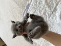 British shorthair oyuncu bebekler