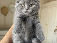 Top Kafa Scottish Fold Yavrumuz
