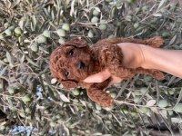 Sağlık ırk garantili poodle yavrular yeni yuvasını bekliyor