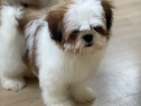 Oyun delisi prenses shih tzu