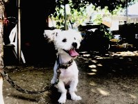 Ev Üretimi 43 Günlük Morkie Yavrular