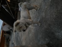 Chow chow 9 aylık bakımlı