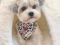 Yorkshire terrier eğitimli