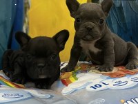 Blue ve Siyah French Bulldog Bebekler