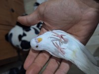 Ele aliskin daha 5 6 aylik erkek muhabbet kuşu bembeyaz