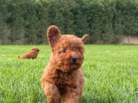 Red Brown Toy Poodle Yavruları İstanbul