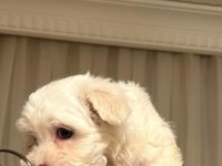 Maltese Terrier 3 Aylık Oğlum