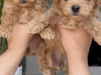 Toy Poddle Ve Maltipoo