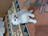 Scottish fold yavrular rezerveye açıktır