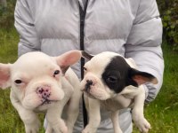 Üst sınıf French bulldog yavrularımız
