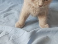 British creamy lilac ve silver british shorthair yavrular