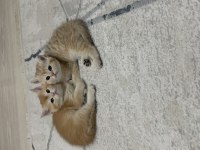 British Shorthair NY12 GOLDEN