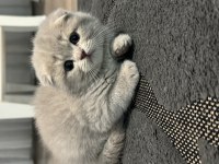 Özel seri scottish fold