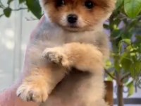 4 aylık dişi pomeranian boo 0 numara