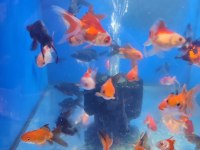 Yavru oranda japon balıklar