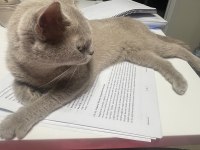 Çok acil sahiplendirme kedimiz