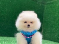 Blacks Petshop Garantisiyle Pomeranian Köpeklerimiz