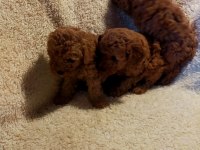 Ankaranın en seçkin redbrown toy poodle yavrularımız