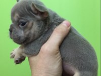 Lilac tan erkek french bulldog bebeğimiz yeni evini arıyor