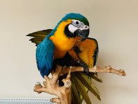 10 Aylık Macaw Papağanımız