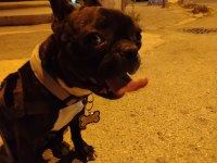 EN KÜÇÜK BOY DİŞİ FRANSIZ BULDOG EĞİTİMLİ 2.5 YAŞINDA