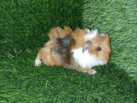 Guinea pig Yavrular Aynı Gün Set Halinde Teslim Edilir