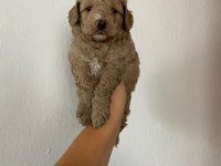 Maltipoo köpek