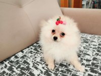 27. 01.2025 doğumlu dişi pomeranian boo ALANYA
