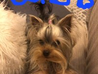 Yorkshire terrier erkek yavrumuz