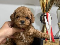 Orjinal ToY Poodle Yavrularımız 