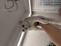 Nadir bulunan renkte Gri Scottish fold